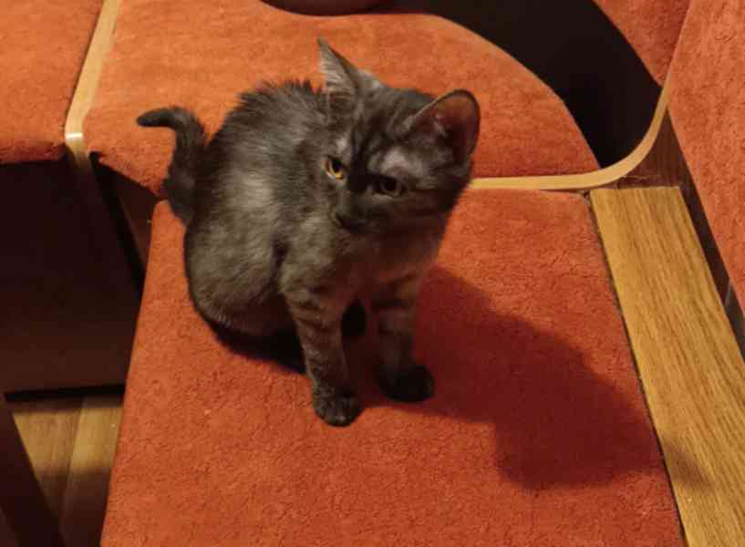 Cassie je asi 4,5 měsíce staré kotě. - foto 2