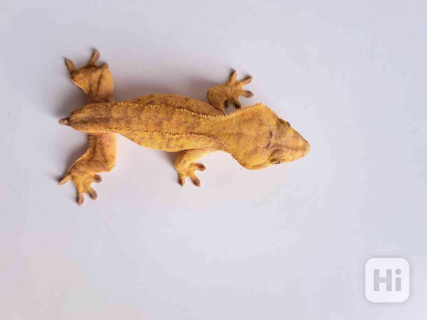 pagekon řasnatý - foto 1