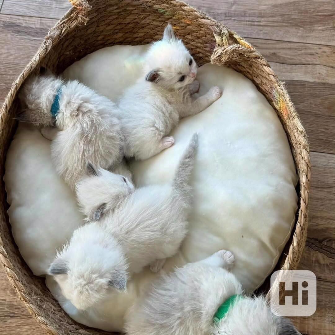Koťata plemene Ragdoll k adopci - foto 1