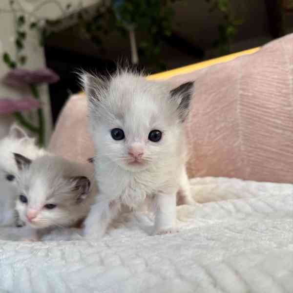 Koťata plemene Ragdoll k adopci - foto 2