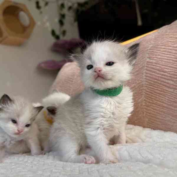 Koťata plemene Ragdoll k adopci - foto 3