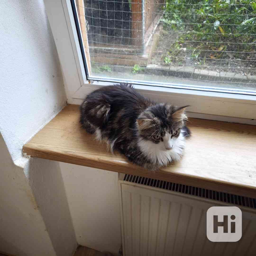 Kotata Mainská mývalí  - foto 1