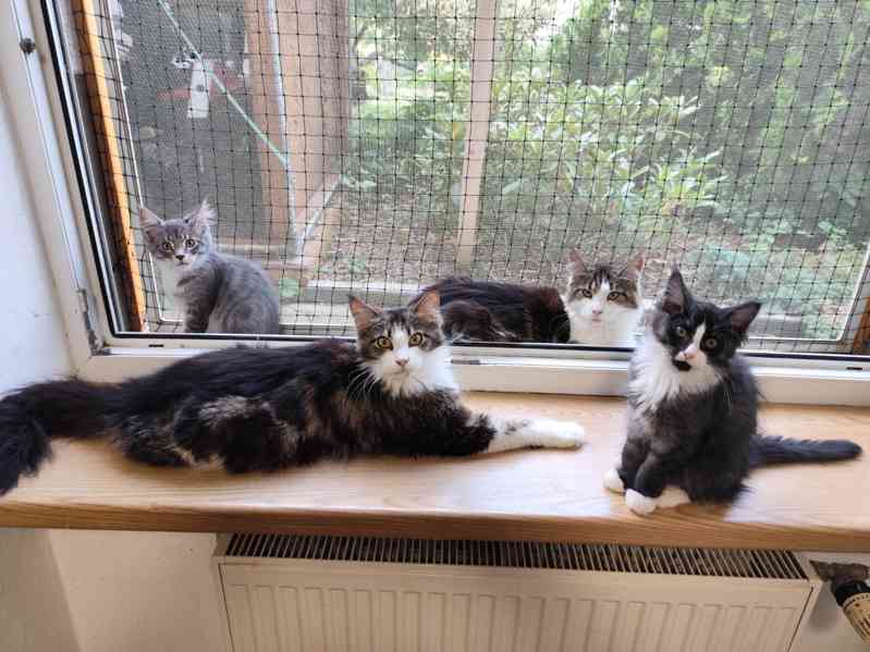 Kotata Mainská mývalí  - foto 17