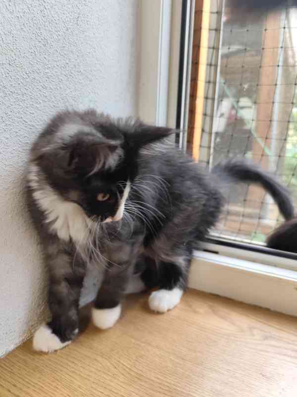 Kotata Mainská mývalí  - foto 6