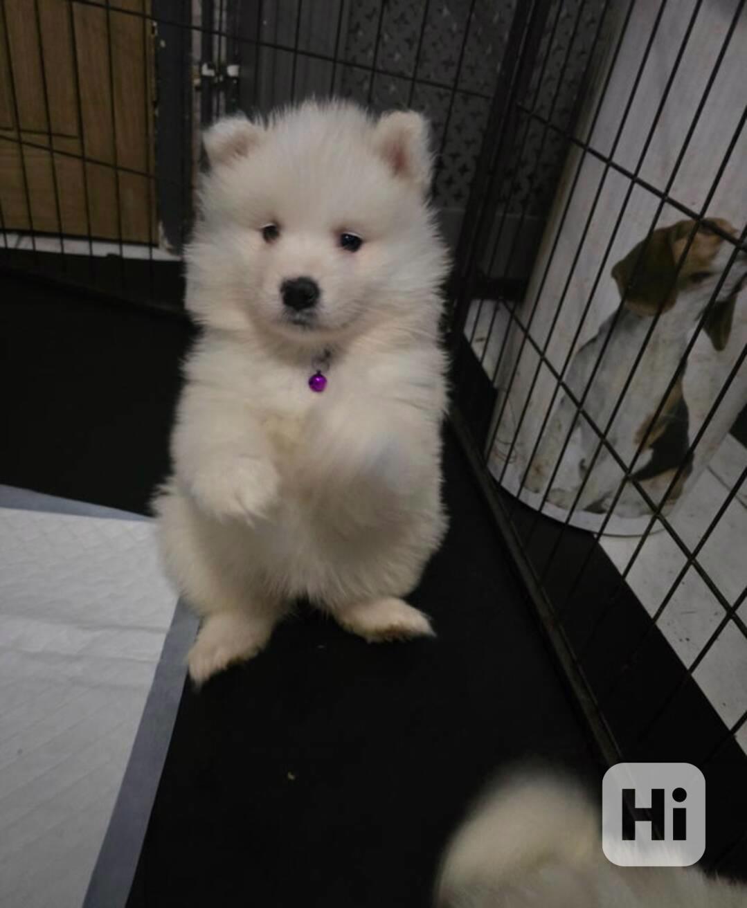 Registrovaná štěňata samojeda - foto 1