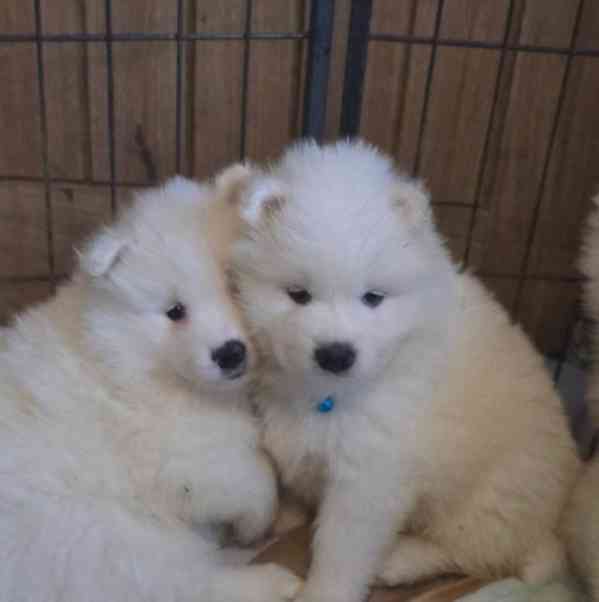 Registrovaná štěňata samojeda - foto 3