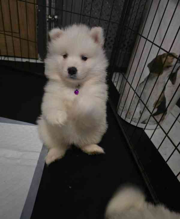 Registrovaná štěňata samojeda - foto 1