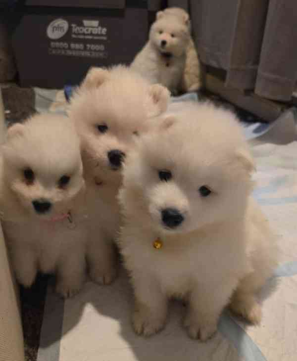 Registrovaná štěňata samojeda - foto 5