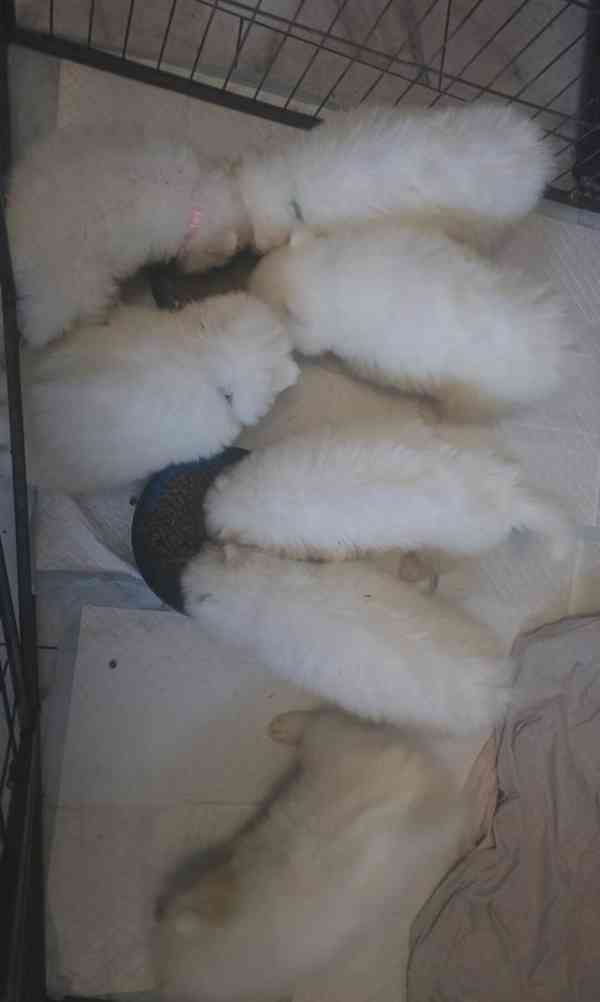 Registrovaná štěňata samojeda - foto 7