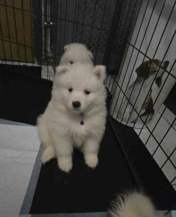 Registrovaná štěňata samojeda - foto 6