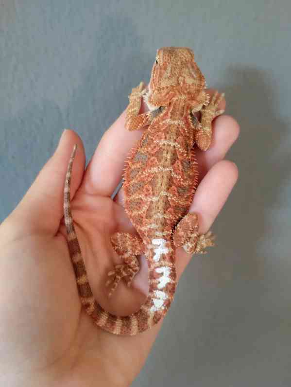 Agama vousatá  - foto 4