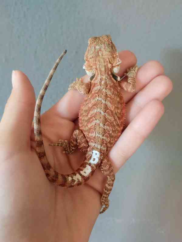 Agama vousatá  - foto 2