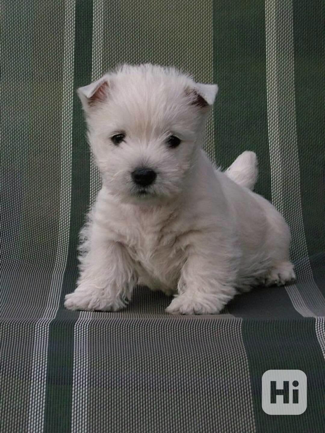Prodám štěňata West Highland White Terriers - foto 1