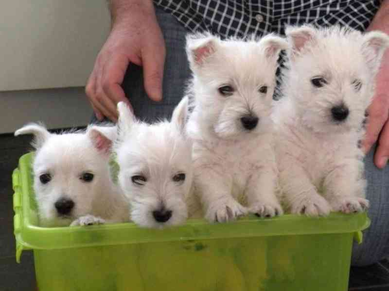 Prodám štěňata West Highland White Terriers - foto 2