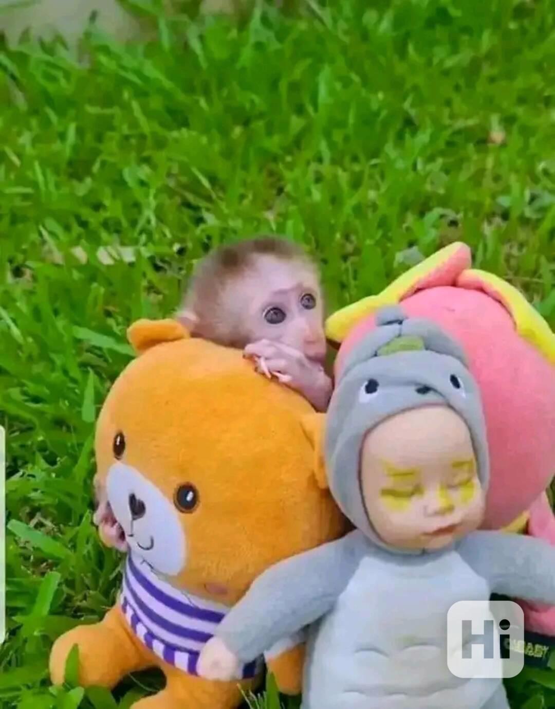  Adoptujte si tyto roztomilé kapucíny - foto 1