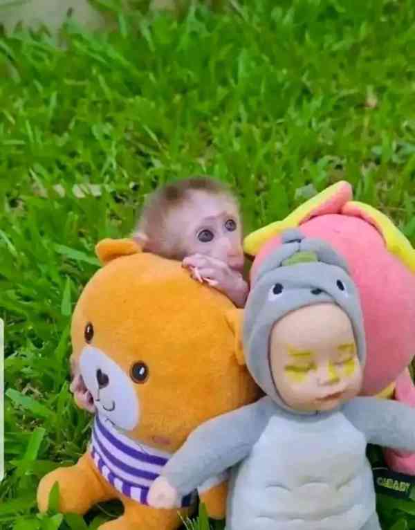  Adoptujte si tyto roztomilé kapucíny