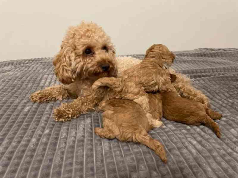 Záchrana a adopce: Adoptujte si pudla - foto 2