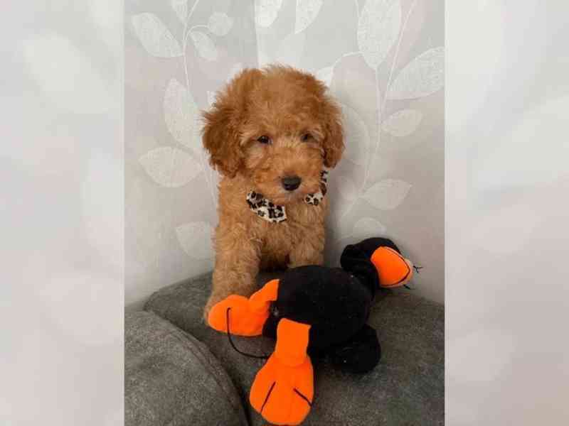 Záchrana a adopce: Adoptujte si pudla - foto 5