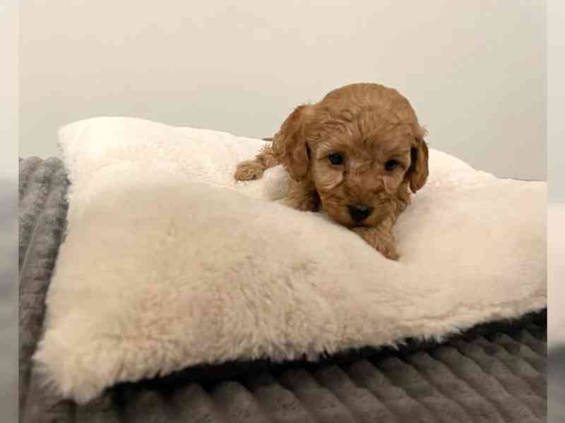 Záchrana a adopce: Adoptujte si pudla - foto 3