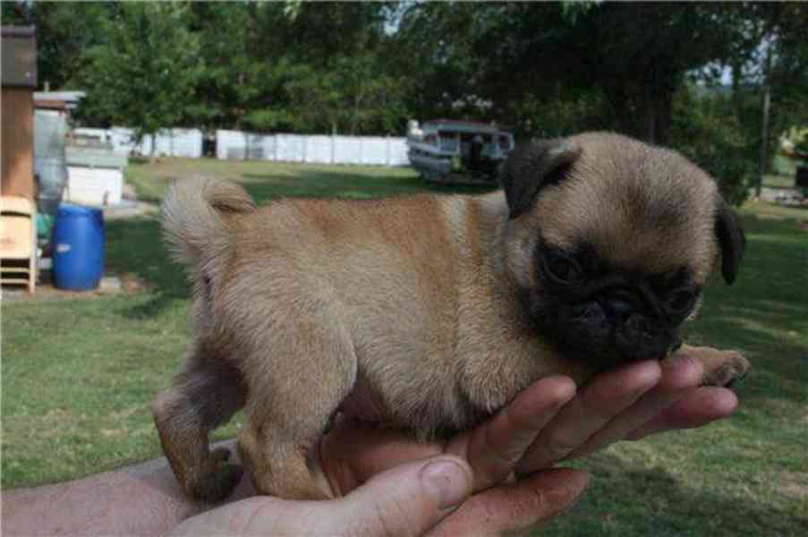 Mops (Mopslík) Pug štěňátka - foto 1