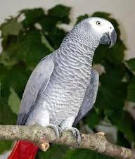 Koupím mládě - papoušek Žako kongo - foto 1