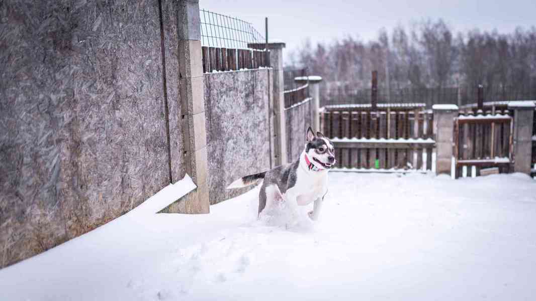 Engie - aktivní bláznivá holka, x bull, 1 rok - foto 4