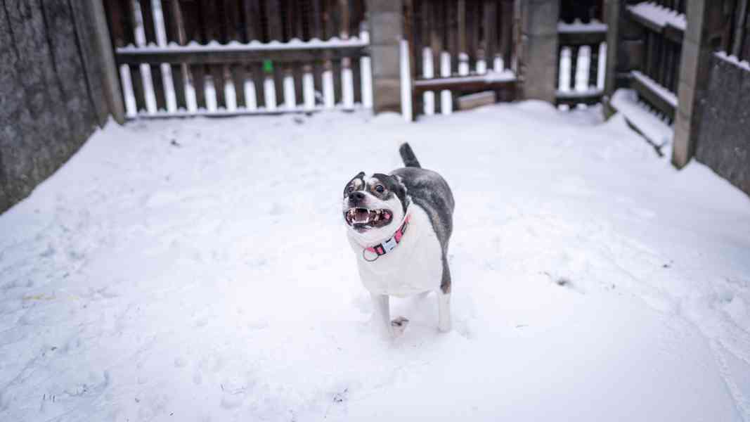 Engie - aktivní bláznivá holka, x bull, 1 rok - foto 11