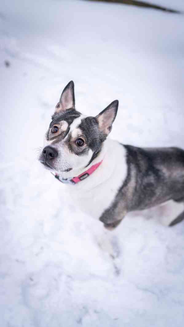 Engie - aktivní bláznivá holka, x bull, 1 rok - foto 7