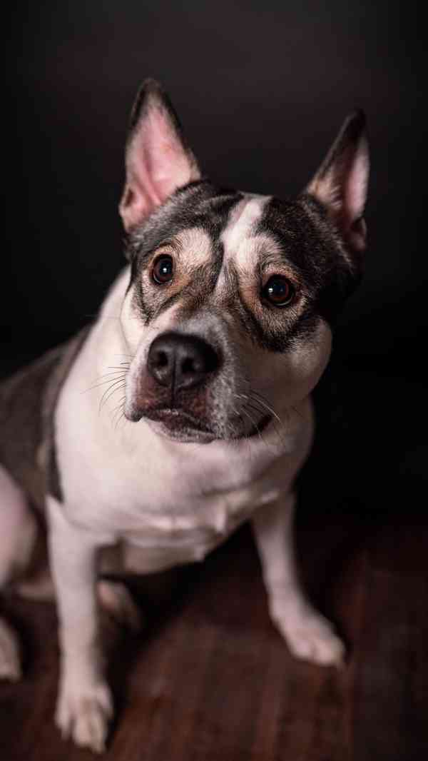 Engie - aktivní bláznivá holka, x bull, 1 rok - foto 2