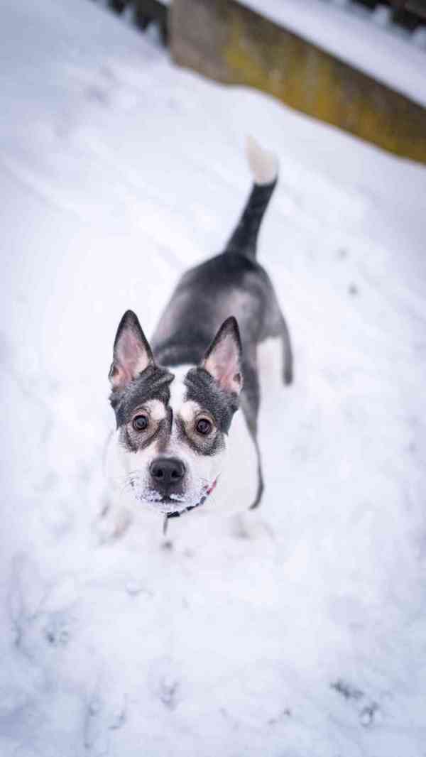 Engie - aktivní bláznivá holka, x bull, 1 rok - foto 10