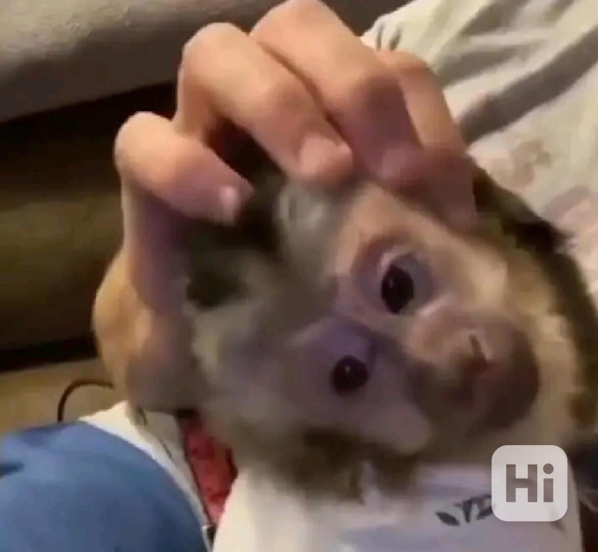  Zdravotně testovaný kapucín z domácího  - foto 1