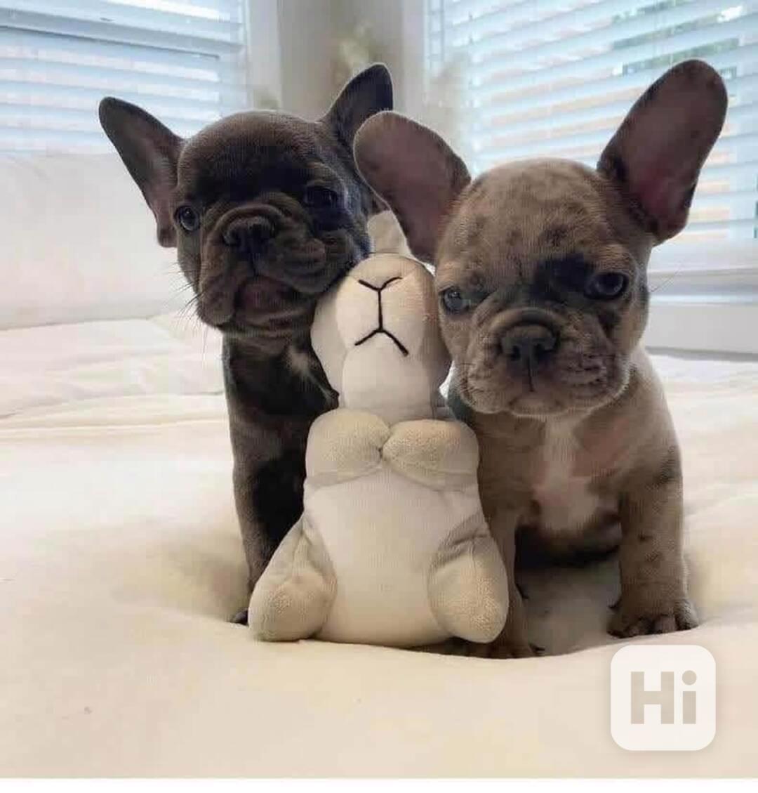 ŠTĚŇATA FRANCOUZSKÉHO BULDOGA - foto 1