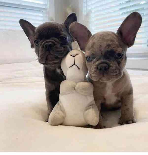 ŠTĚŇATA FRANCOUZSKÉHO BULDOGA - foto 1