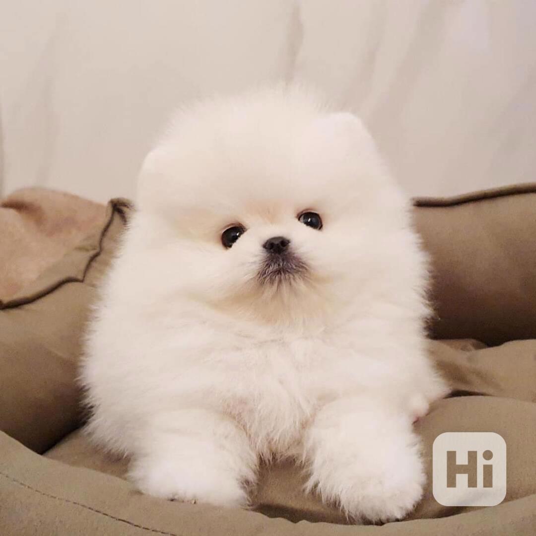 Roztomilý a rozkošný pomeranian, samec a samice - foto 1