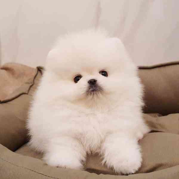 Roztomilý a rozkošný pomeranian, samec a samice