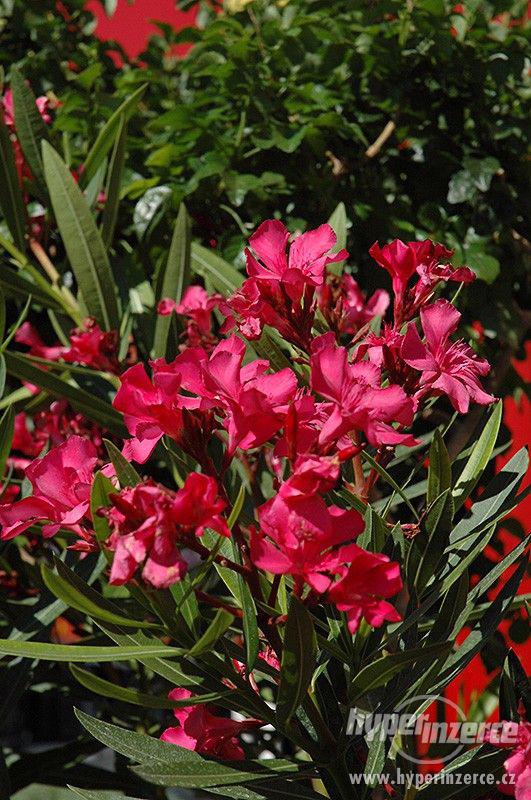Oleandr obecný ( Nerium oleander ) - semena 15 ks - foto 2