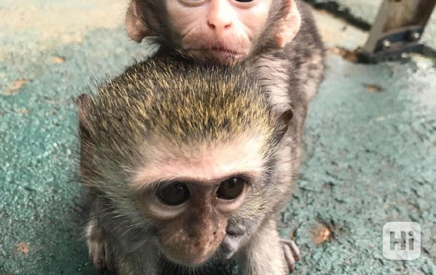  Inteligentní kapucínská milá miminka - foto 1