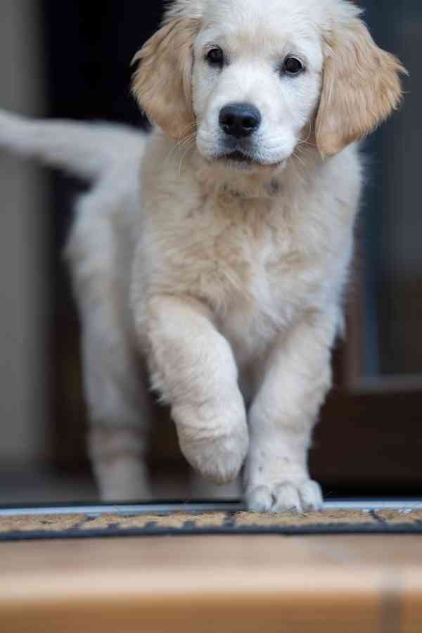 Štěně Zlatý retrívr  - foto 3