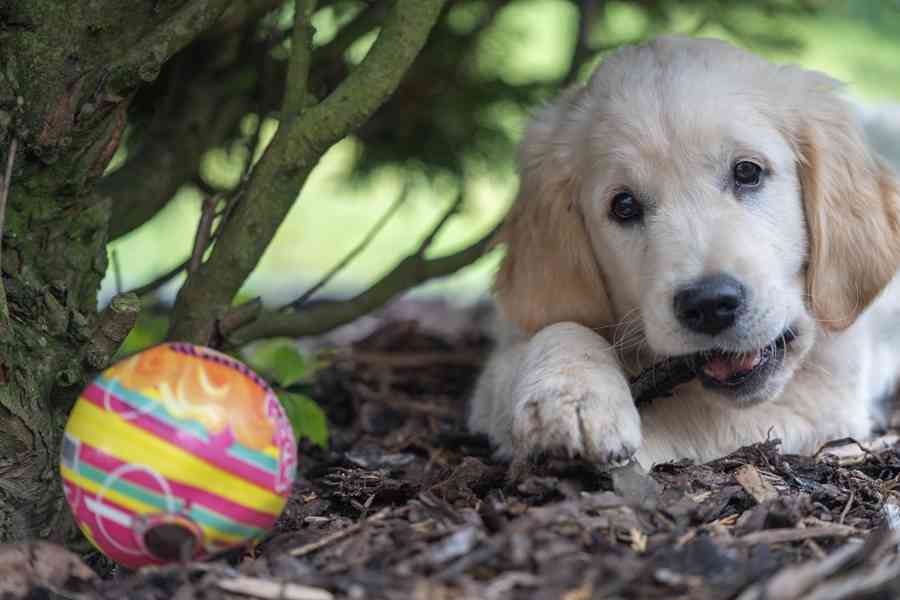 Štěně Zlatý retrívr  - foto 5