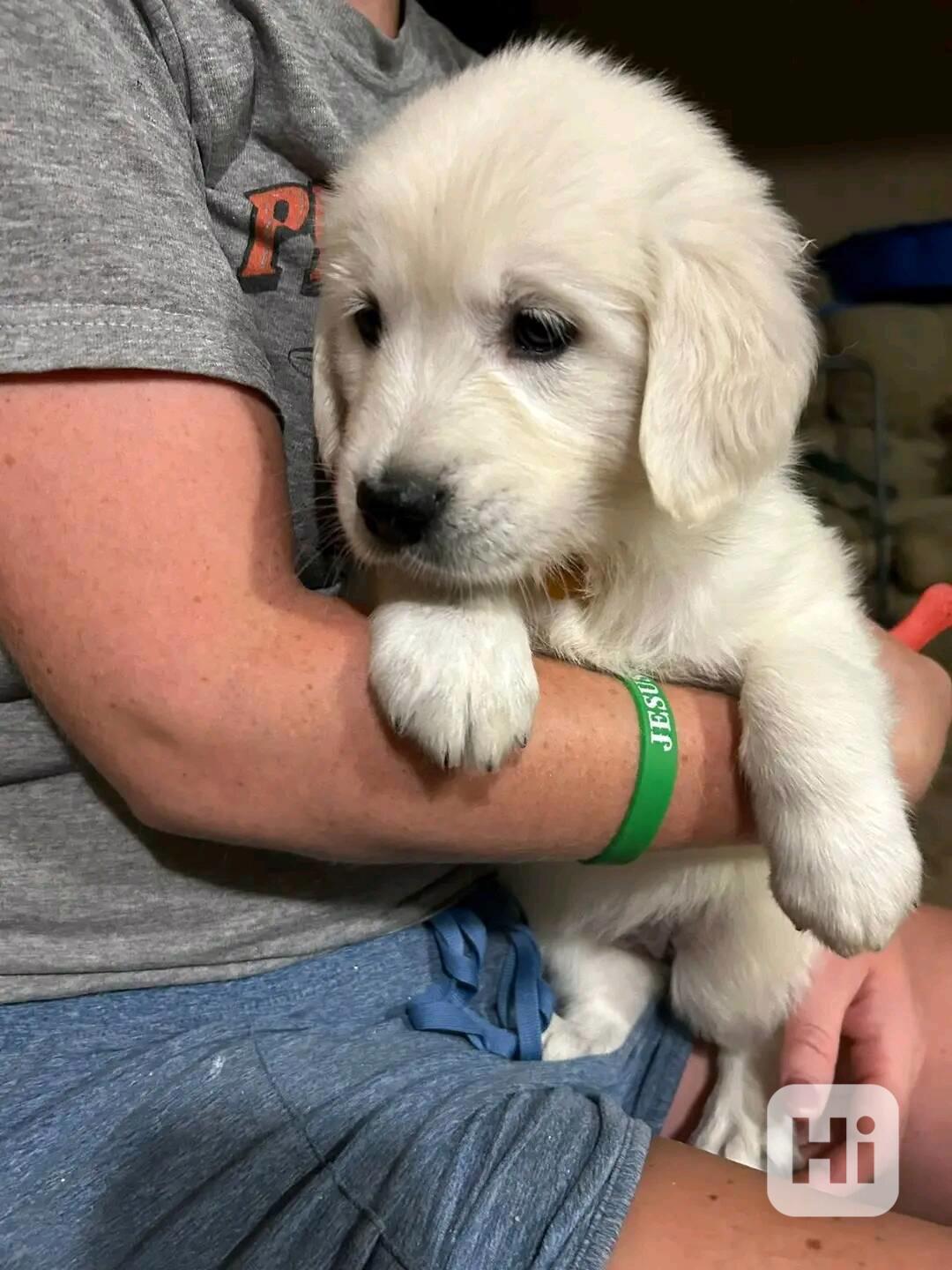 Golden Retriever  - foto 1