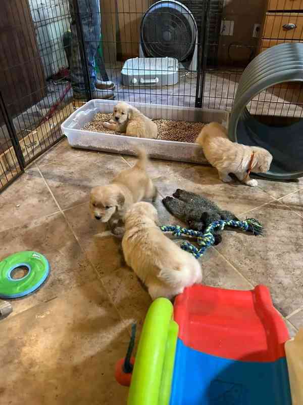 Golden Retriever  - foto 3