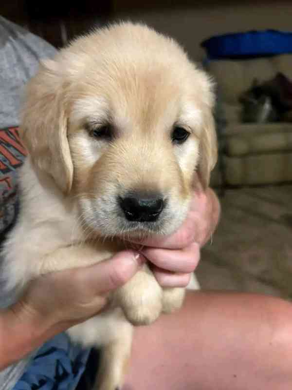 Golden Retriever  - foto 2