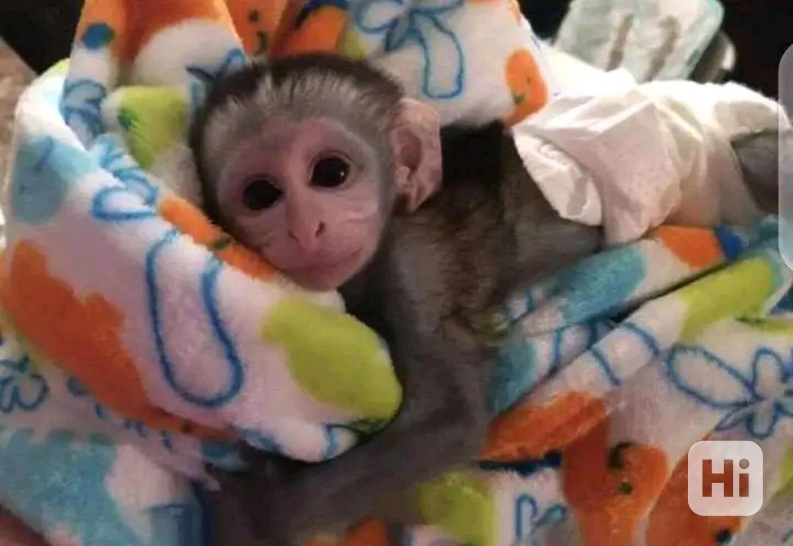 Hravé mládě kapucína - foto 1