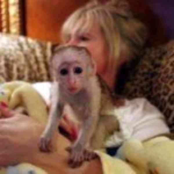 Ruční krmení mláďat kapucínských opic pro vás a vaše děti