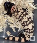 pruhovaná Gila monster (Heloderma podozrivý) - foto 1