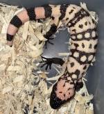 pruhovaná Gila monster (Heloderma podozrivý) - foto 2
