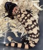 pruhovaná Gila monster (Heloderma podozrivý)