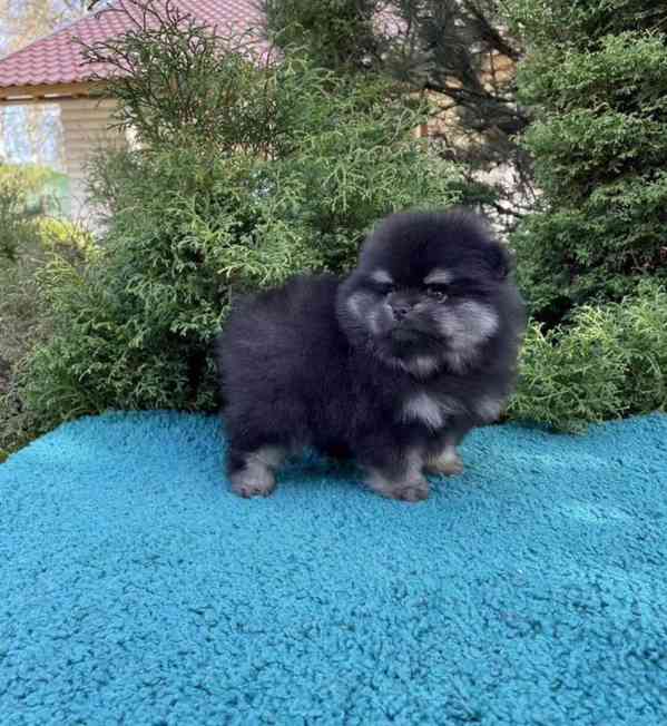 Nabízíme Německý špic - foto 2