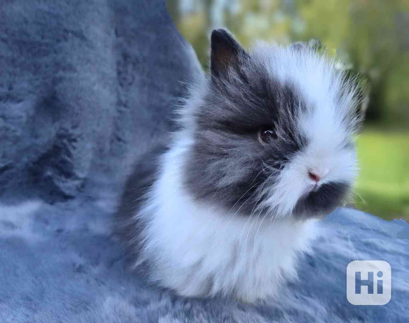 Zakrslý Teddy králíček, králík - foto 1