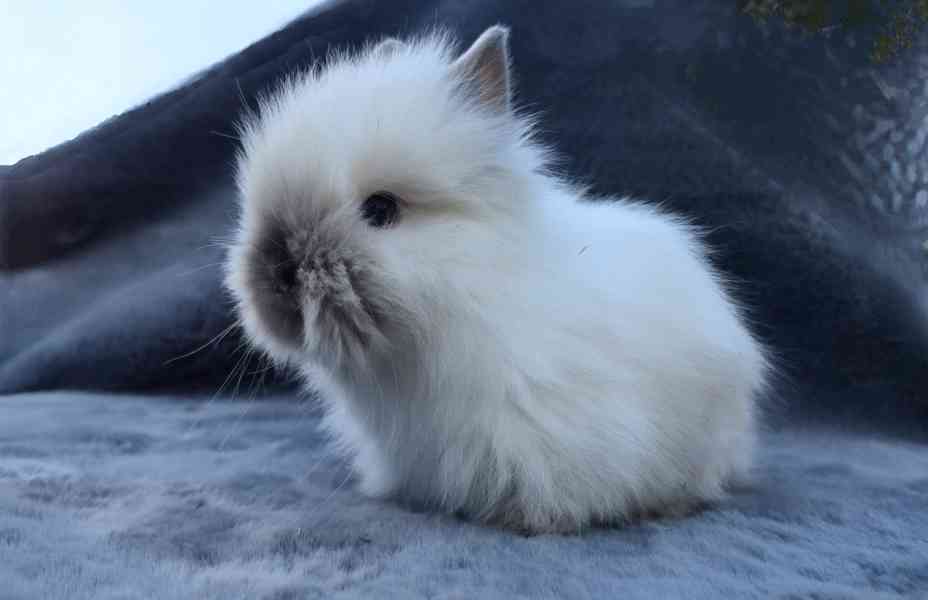 Zakrslý Teddy králíček, králík - foto 7